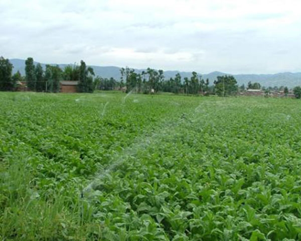 自动化灌溉