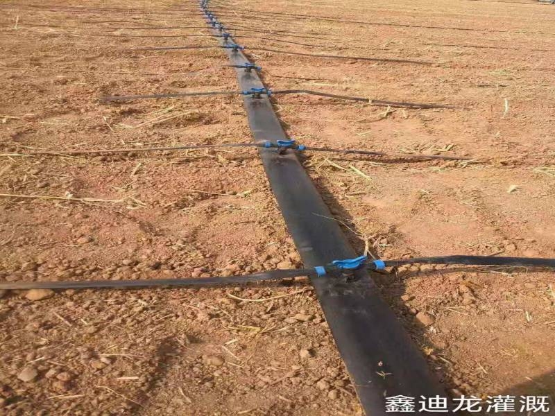 楚雄小麦玉米浅埋式滴灌带