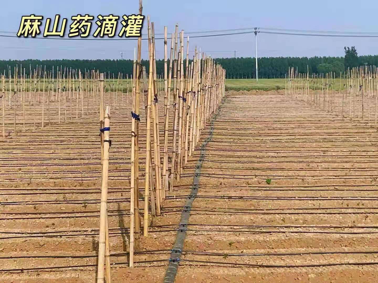 河北省石家庄地区滴灌带麻山药项目